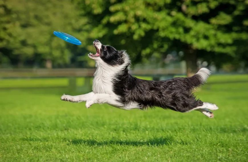 Hibbelhunde – Die richtige Balance zwischen Bewegung und Ruhe