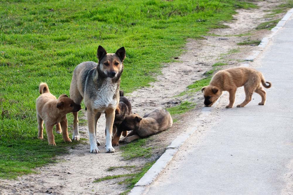 Einwanderer auf vier Pfoten: Warum Straßenhunde es schwer haben im neuen Leben anzukommen