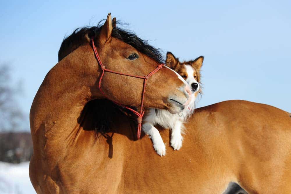 Unterwegs mit Hund und Pferd: Der Hund als Begleiter beim Ausritt – Teil 1