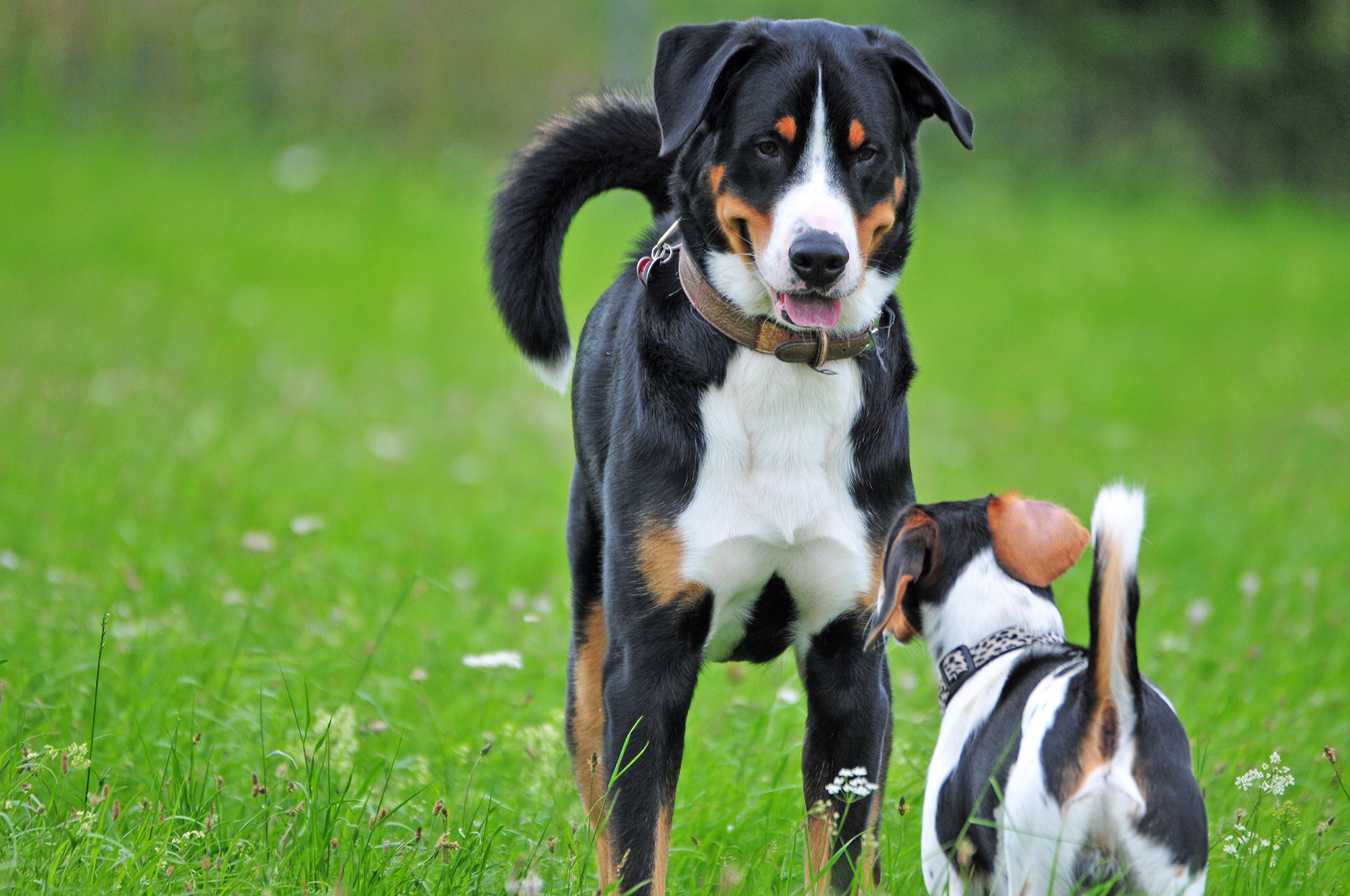Hundebegegnungen: Tipps für entspannte Begegnungen