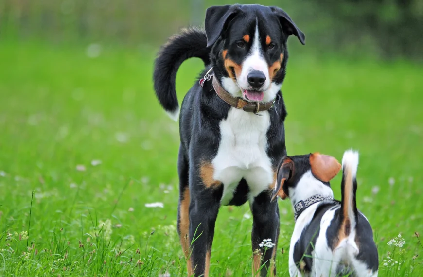 Hundebegegnungen: Tipps für entspannte Begegnungen