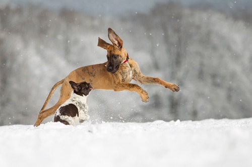 Der Weg zum perfekten Hundefoto – Tipps und Tricks von der Profi-Fotografin