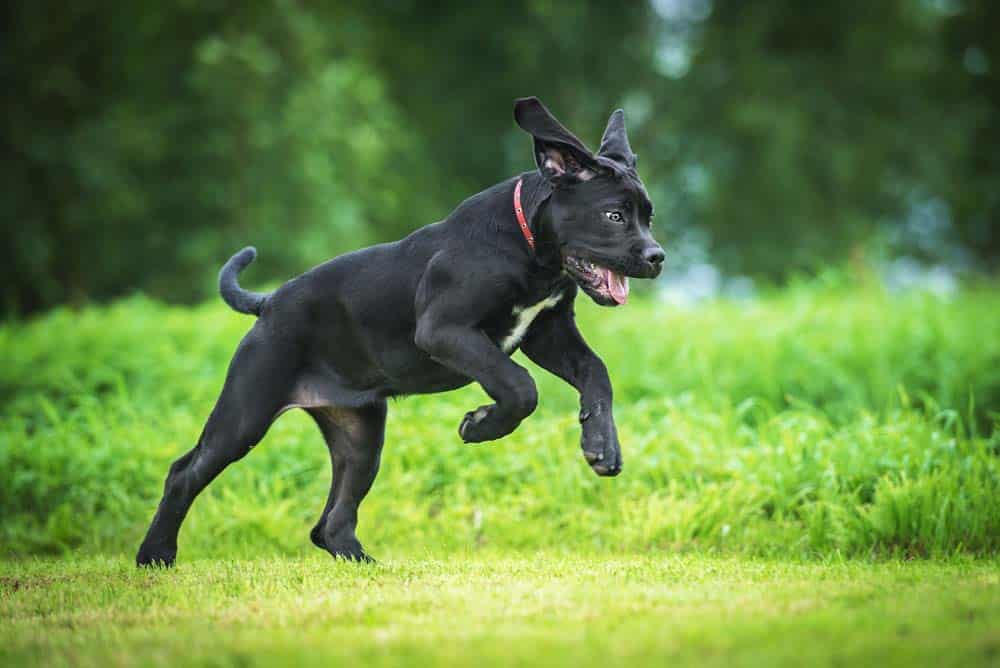 Hundephysik: Das Trägheitsgesetz und das Gesetz der Trägheit