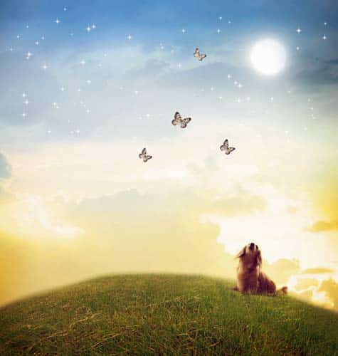 Von der Psyche unserer Hunde – Wesen und Struktur, Teil 1
