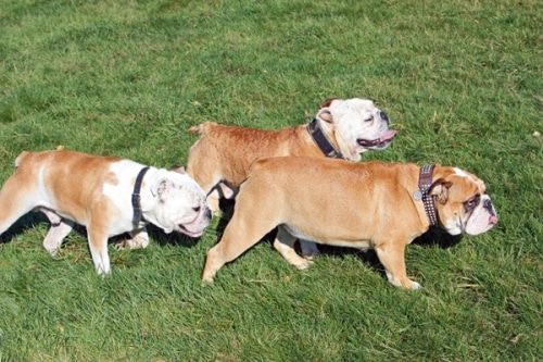 Bulldogs on Tour
