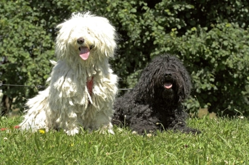 Ein Puli kommt selten allein!