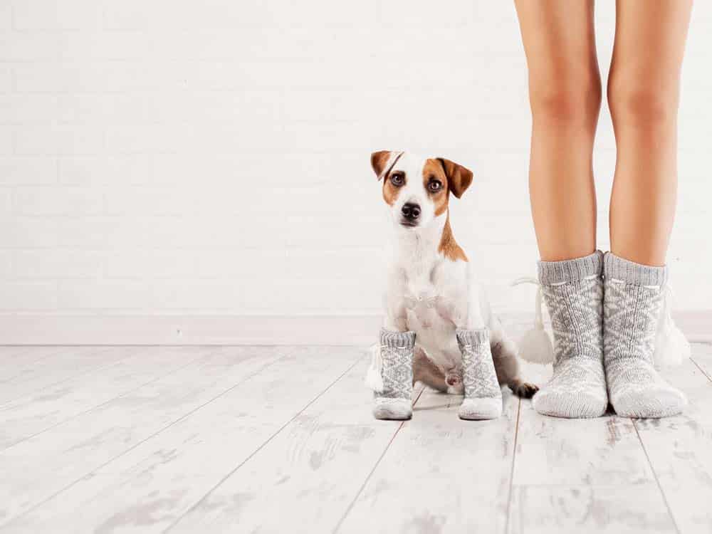 Der große Hundehalterreport, Teil 1