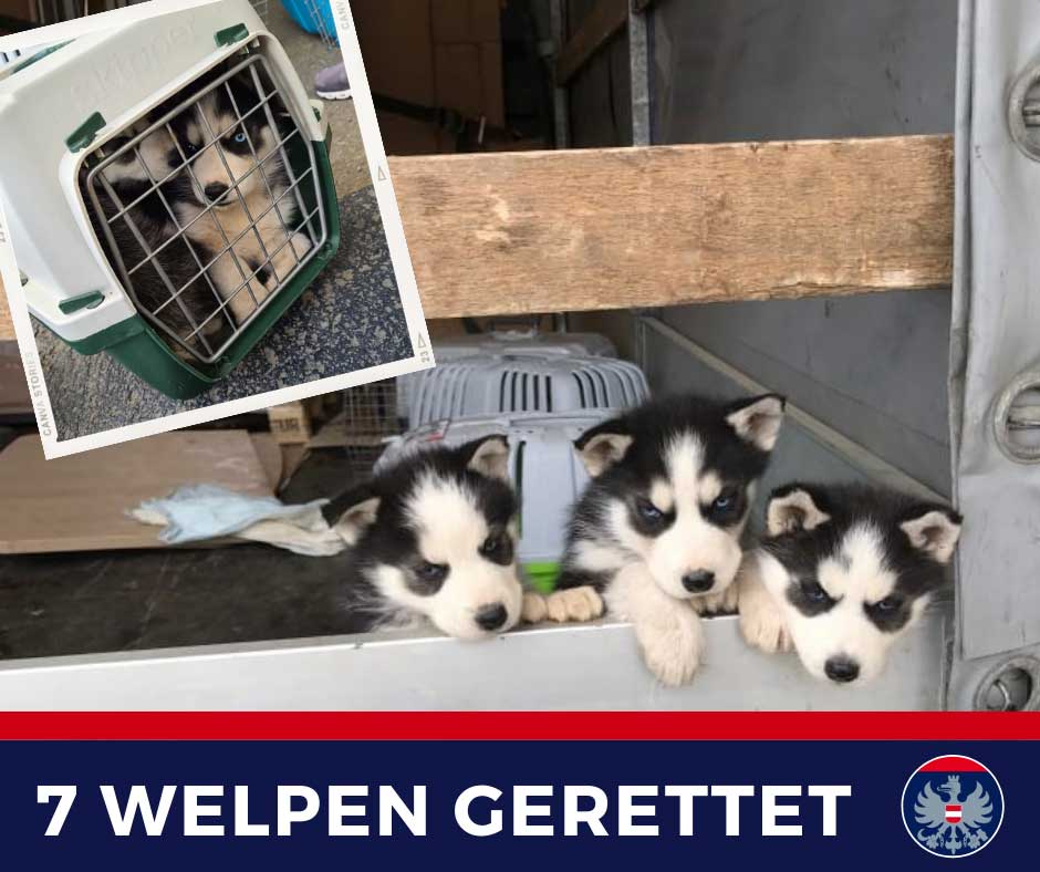 Verwahrloste Husky-Welpen auf Lkw-Ladefläche entdeckt