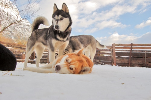 Huskys – wunderschön, aber oft falsch verstanden