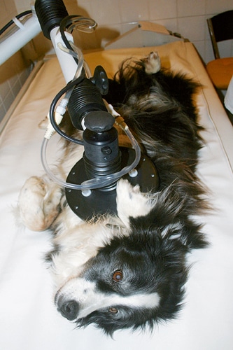 Wärme gegen Krebs: – Therapeutische Hyperthermie in der ­veterinärmedizinischen Praxis