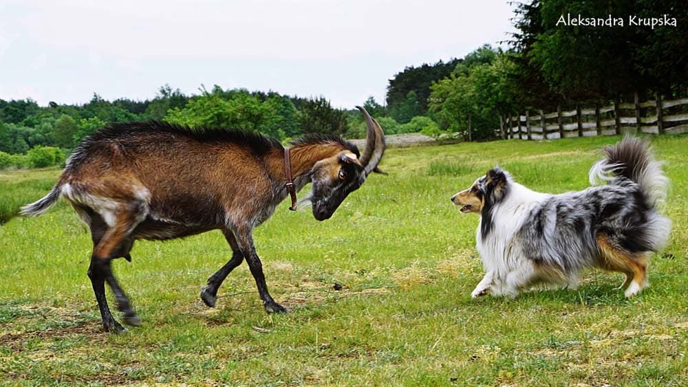 Hütehunde – Temperamentvoll, mutig und schlau