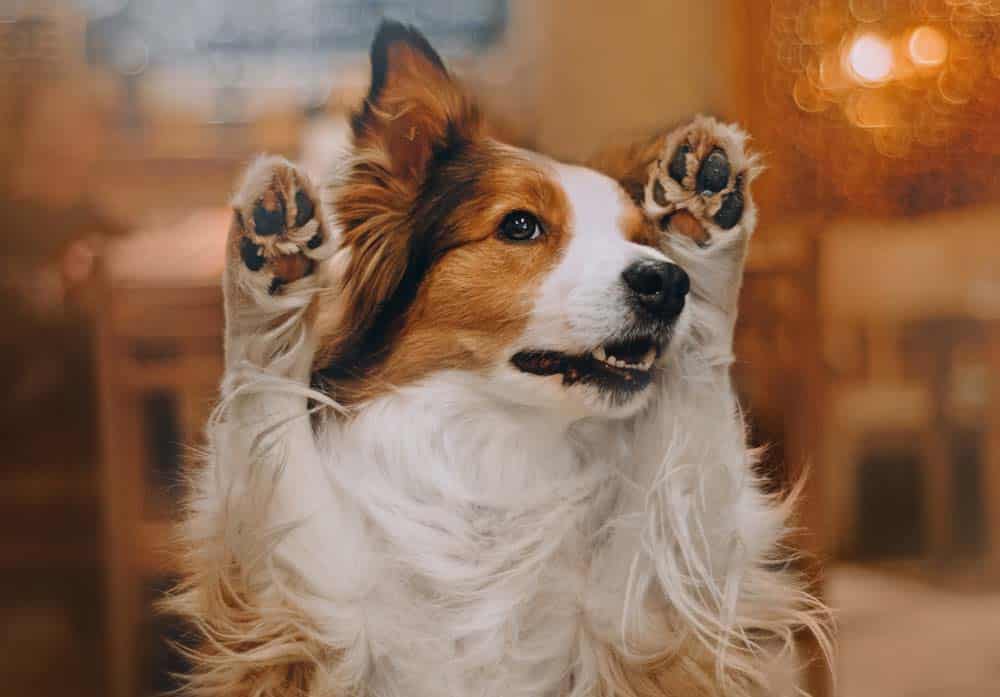 Indoor-Beschäftigung mit dem Hund