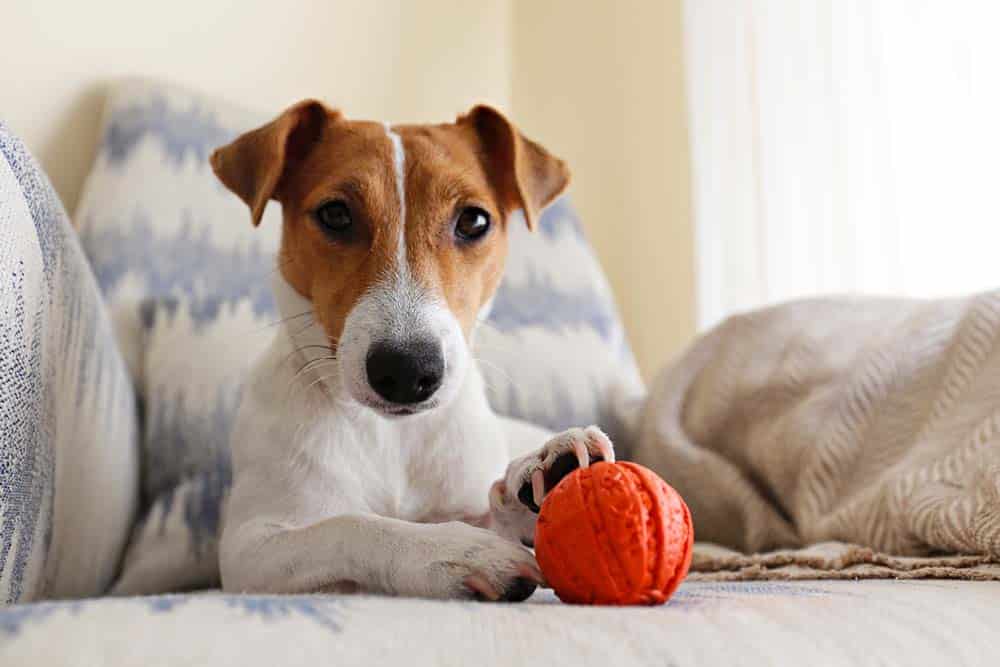 Räumliche Vorstellung bei Hunden: Mit Nase oder Augen?
