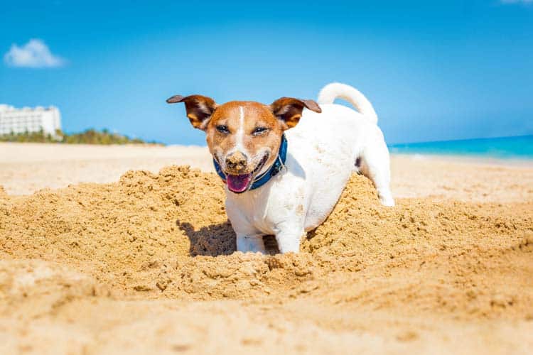 Benvenuti in Italia – Auch für Hunde!