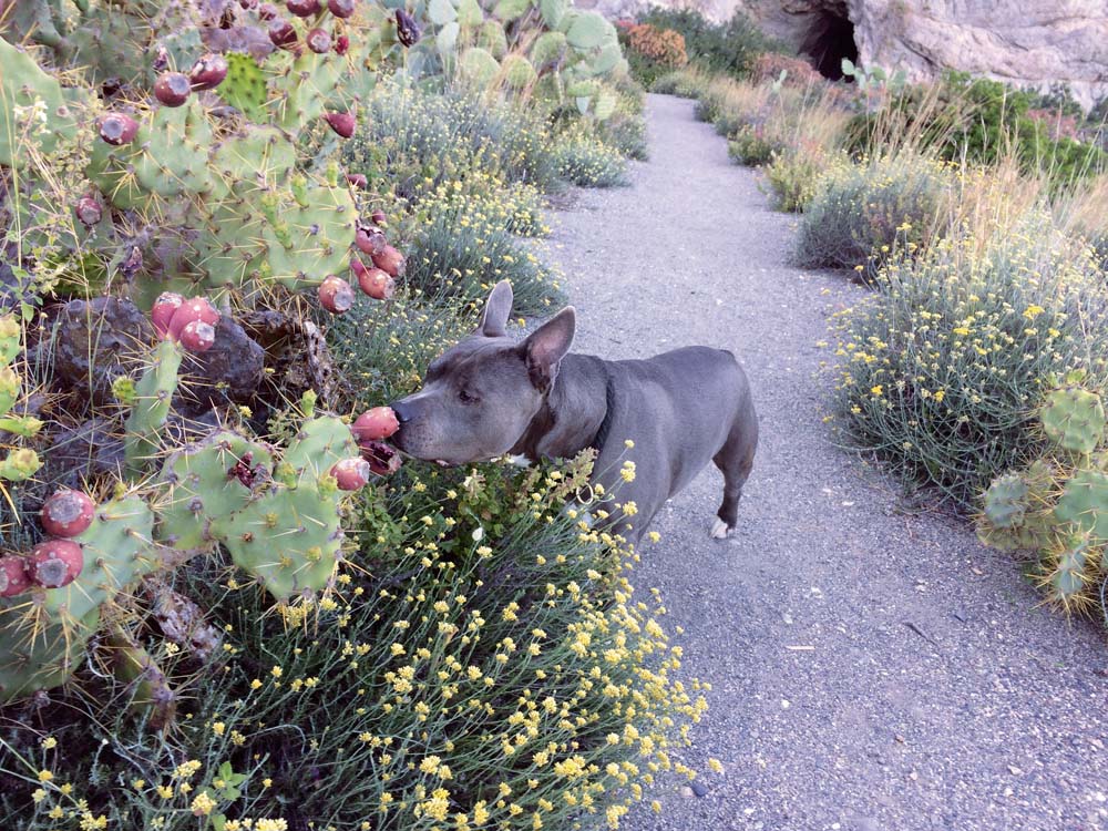 Mit Hund und Campingbus nach Sizilien