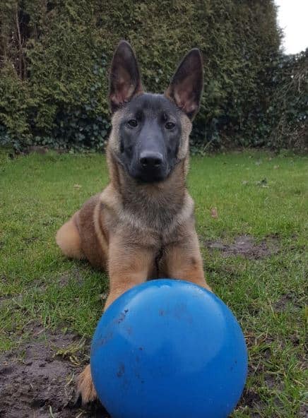 Findel-Hund „Jack“ macht Karriere bei der deutschen Polizei