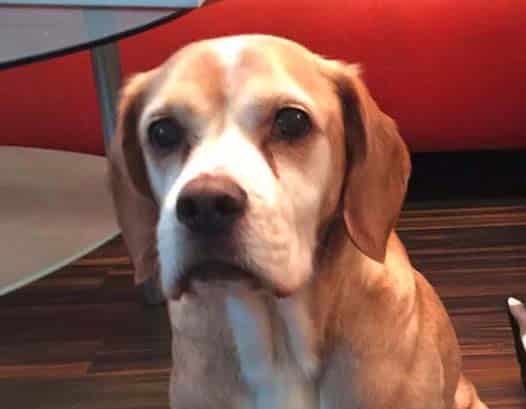 Oldies but Goldies: Jacky, der Allesfresser