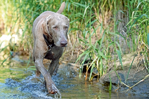 Jagdhunde in Privathand – In Erziehung und Beschäftigung gerecht werden