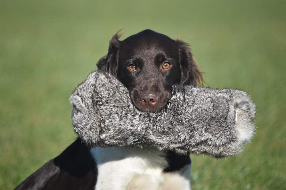 Serie Berufshunde: Der Jagdhund – nicht nur ein jagender Hund