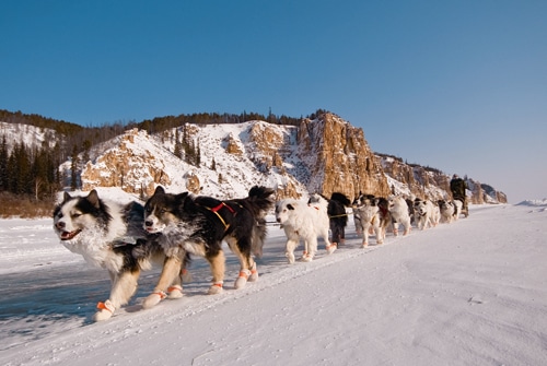 Der Hund, der aus der Kälte kam – Rasse spezial: Der Jakutische Laika