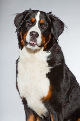 Jeder Hund – eine ganz eigene Persönlichkeit