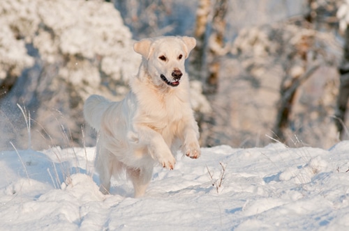 Wintermythen unter die Lupe genommen
