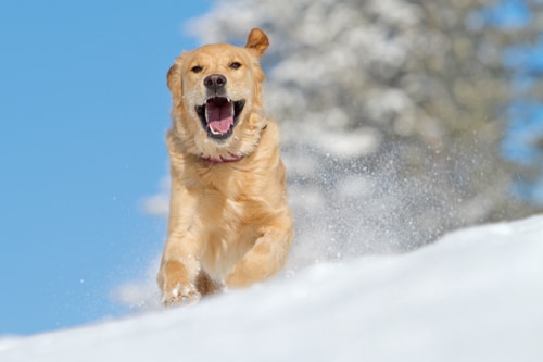 Winterfreuden: Coole Tipps für Mensch & Hund