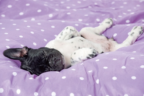 Über das Schlafen und Träumen der Hunde