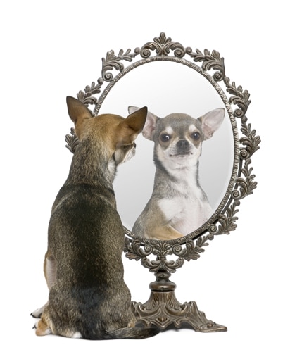 Selbstbewusstsein beim Hund – „Ich bin’s“ – Was ­wissen Hunde über sich selbst?