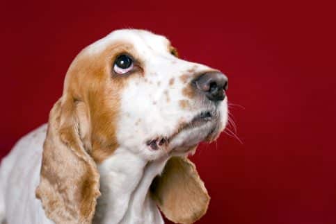 Schuldbewusster Blick: – Haben unsere Hunde Schuldgefühle?