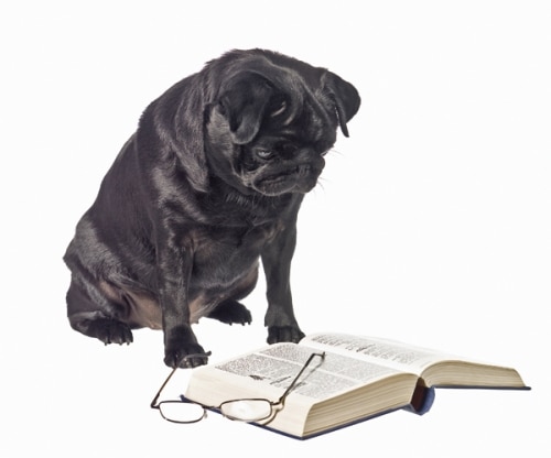 Wie Hunde Probleme lösen