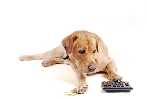 Rechnende und ­sprechende Hunde: Ein Blick zurück