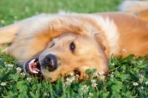 Hundliche Gefühle: – Freude, Spaß und Humor bei Hunden?