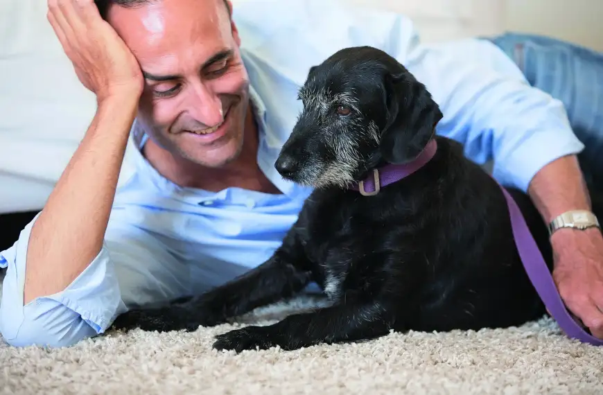 Wie Hunde ihre Halter verstehen