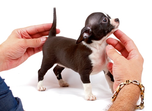 Die Wende in der Hundezucht?