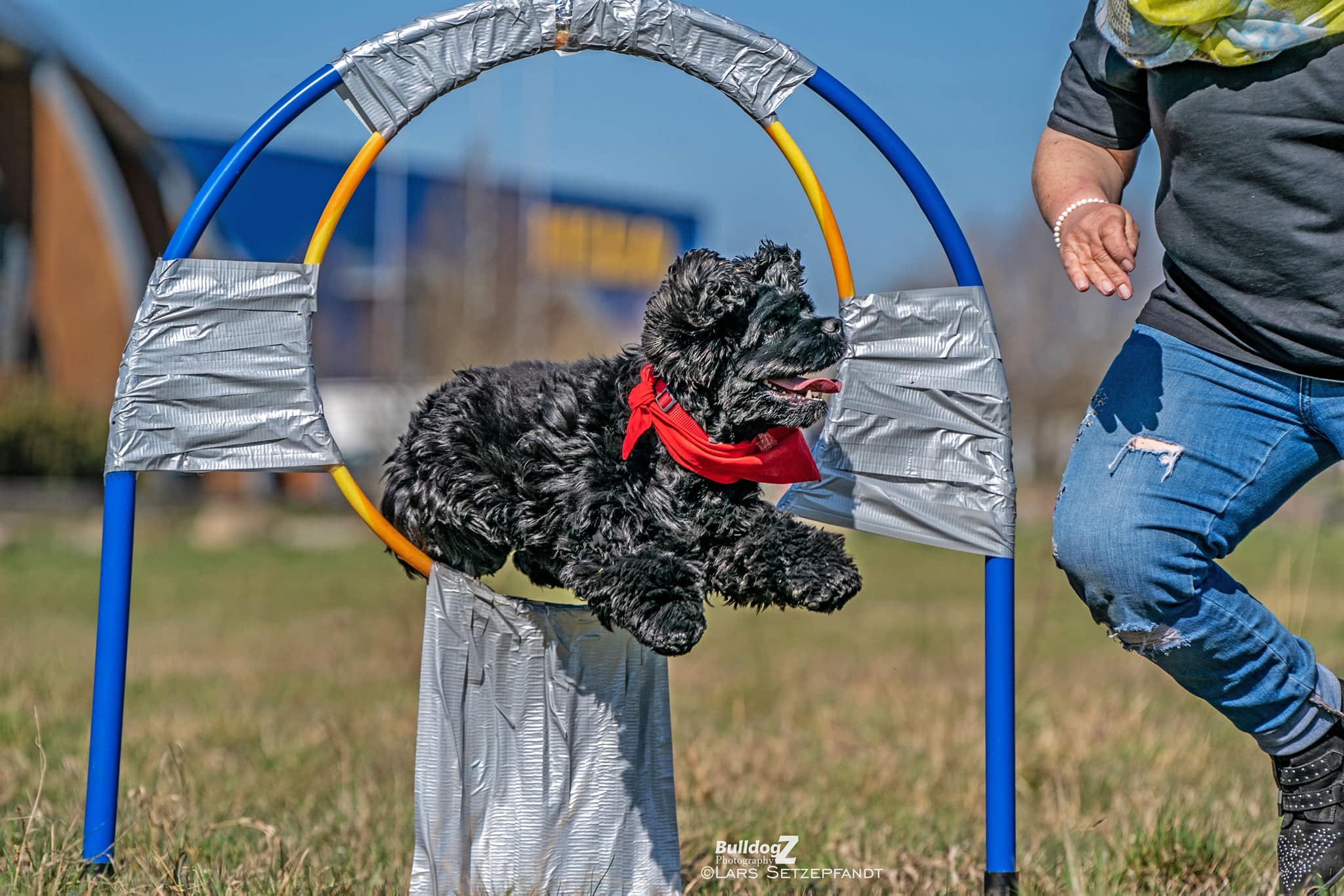 Weltrekord: Hund springt 43 Mal durch einen Reifen