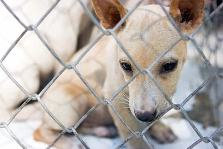 Die Welpenmaschinerie läuft … – Hundehandel „liebevoll verpackt“