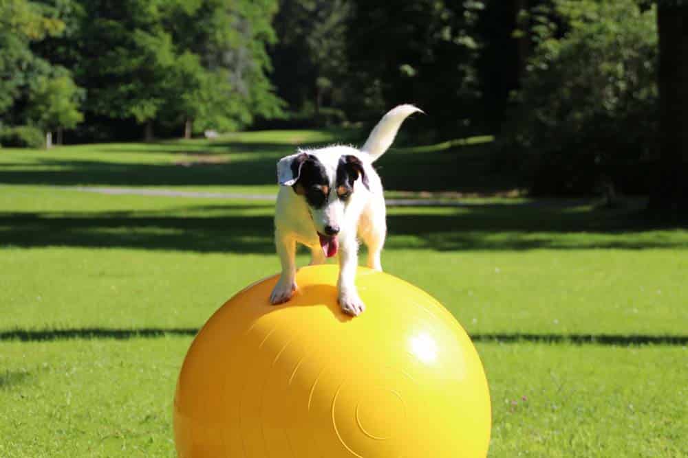 Trickdoggerin Katrin