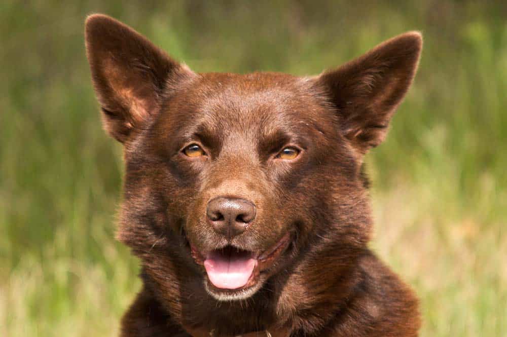 Der Australian Kelpie im Kompakt-Porträt