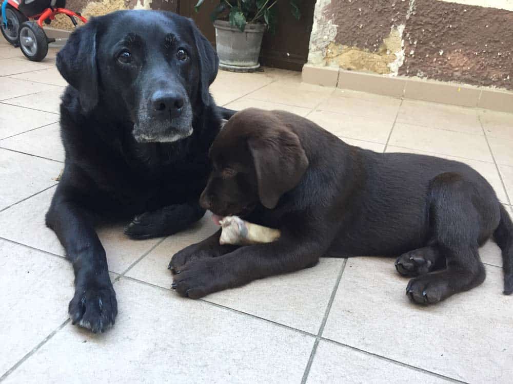 Oldies but Goldies: Kimba, eine Labrador-Omi mit Charme