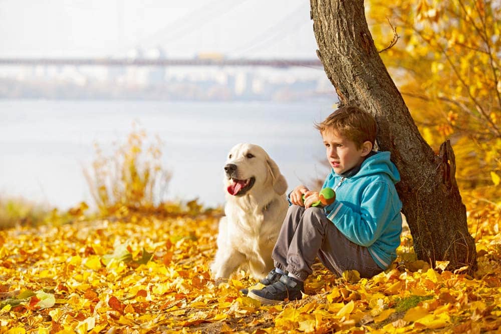 Kinder und Hunde