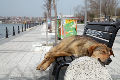 Hunde aus dem Ausland – Familienhunde oder nicht integrierbare ­Streuner?