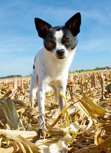 Klein aber fein! – Der Canis minimus