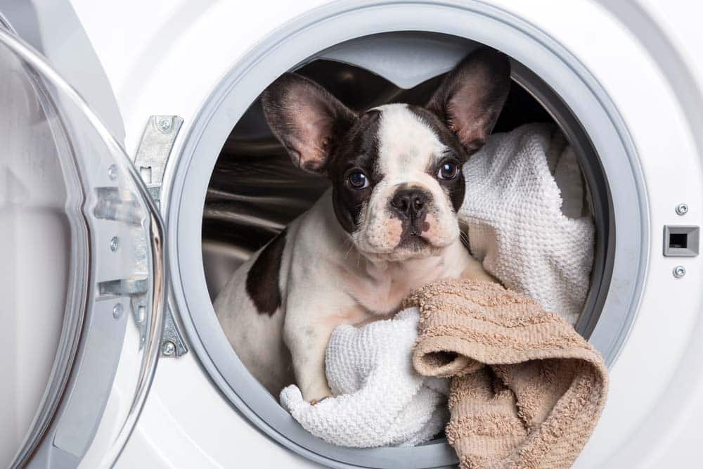 Von Schnauze bis Schwanz: Die richtige Körperpflege des Hundes