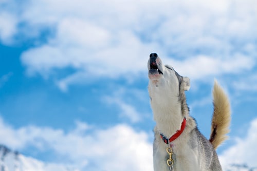 Bellen, heulen oder knurren – Der Hund und sein akustisches Repertoire