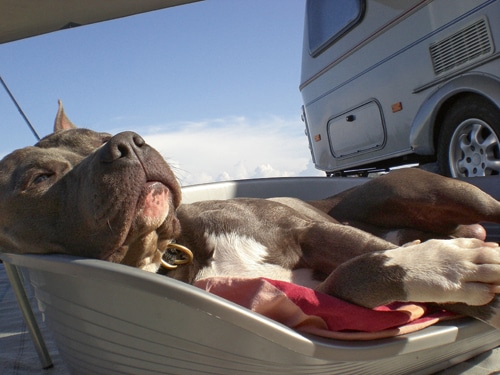 Mit Hund und ­Caravan auf Korsika