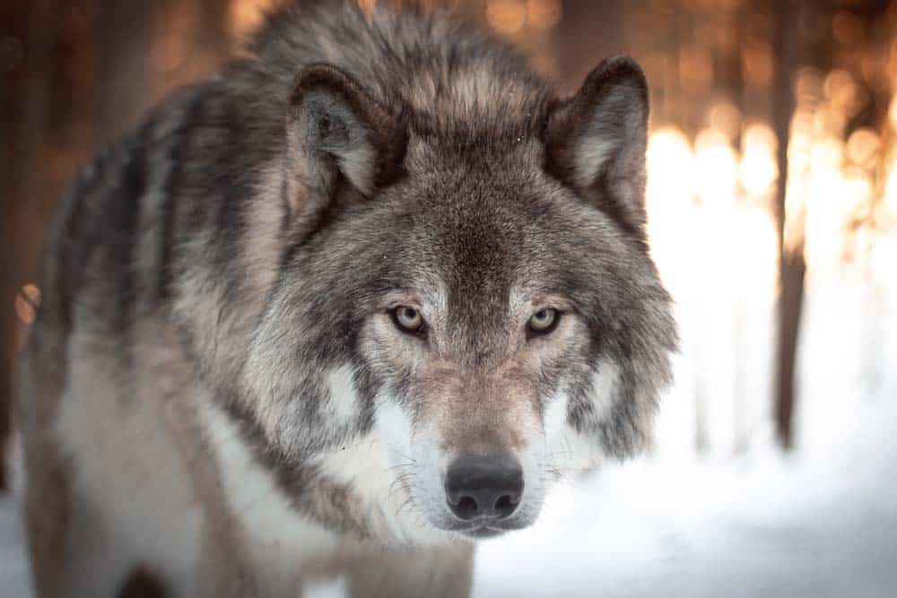 Der Wolf und wir – Die Rückkehr des Wolfes: Eine Chance für uns Menschen?
