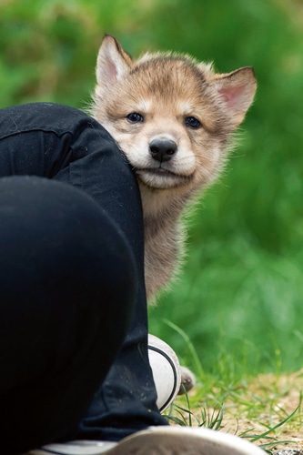 Wolfsforschungszentrum: – Menschen als Zieheltern für Wolfs- und Hundewelpen
