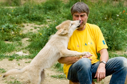 Wolf – Hund – Mensch: – Eine uralte „Beziehungskiste“ als Thema am Wolfs­forschungszentrum