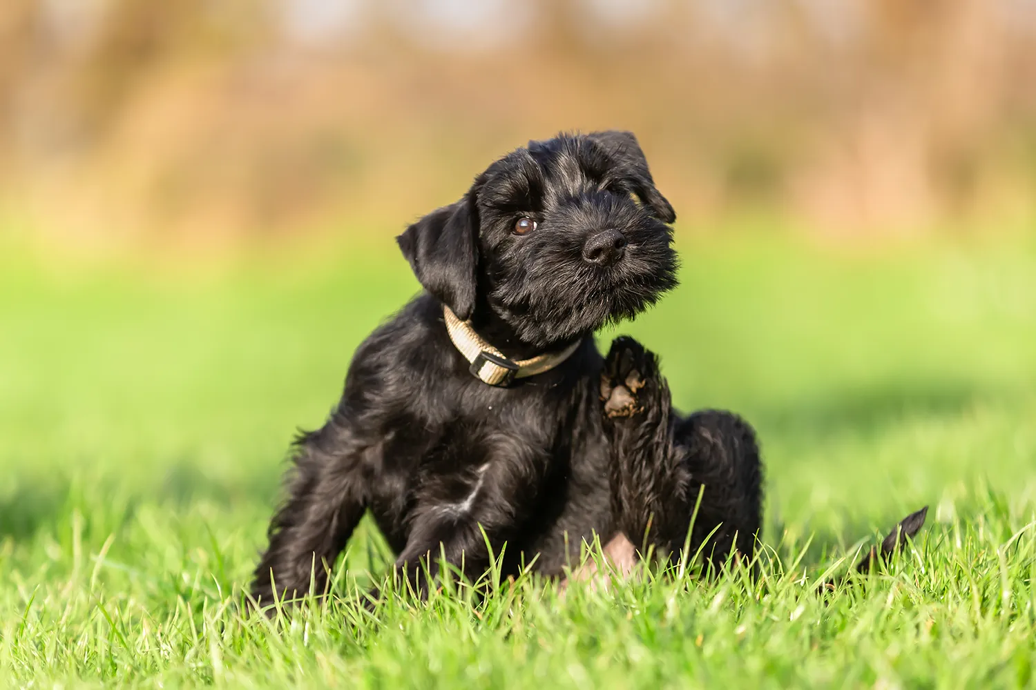 Allergien beim Hund